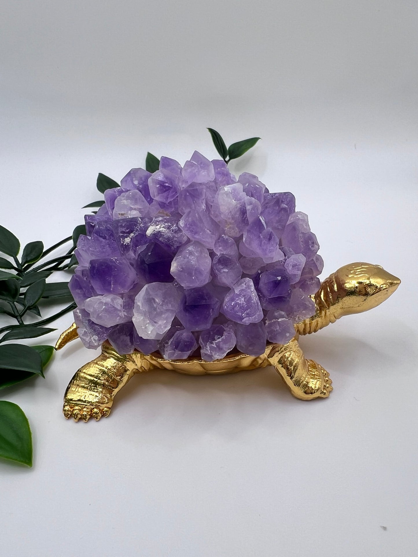 Amethyst Schildkröte