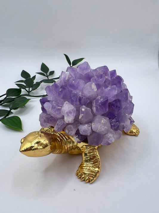 Amethyst Schildkröte